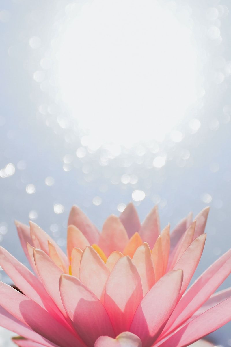 Lotus flower zen
